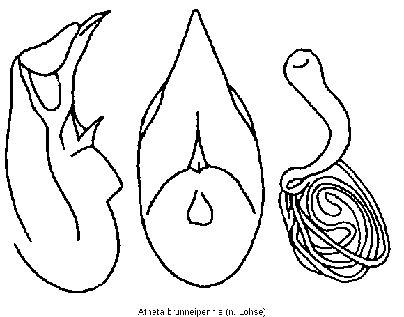 atheta_brunneipennis.gif
