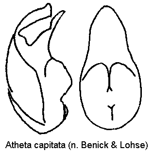 atheta_capitata.gif