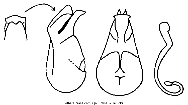 atheta_crassicornis.gif