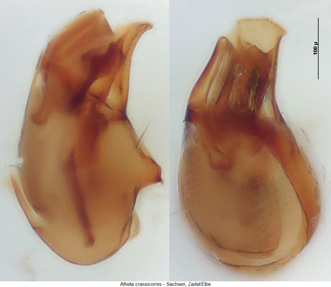 atheta_crassicornis.jpg