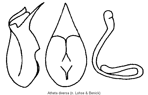 atheta_diversa.gif