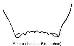 atheta_ebenina_ter.gif