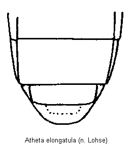 atheta_elongatula_hlb.gif