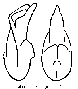 atheta_europaea.gif