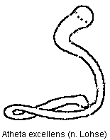atheta_excellens_sperm.gif