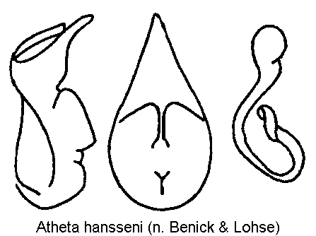 atheta_hansseni.gif