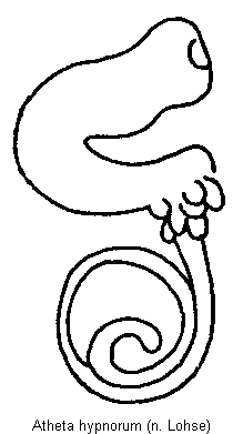 atheta_hypnorum_sperm.gif