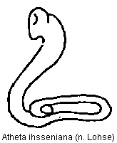 atheta_ihsseniana_sperm.gif