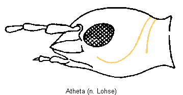atheta_k.gif