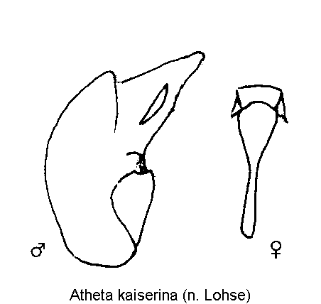 atheta_kaiserina.gif