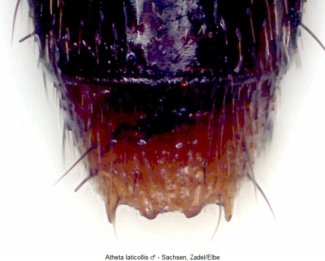 atheta_laticollis_ter.jpg