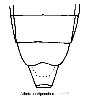 atheta_luridipennis_hlb.gif