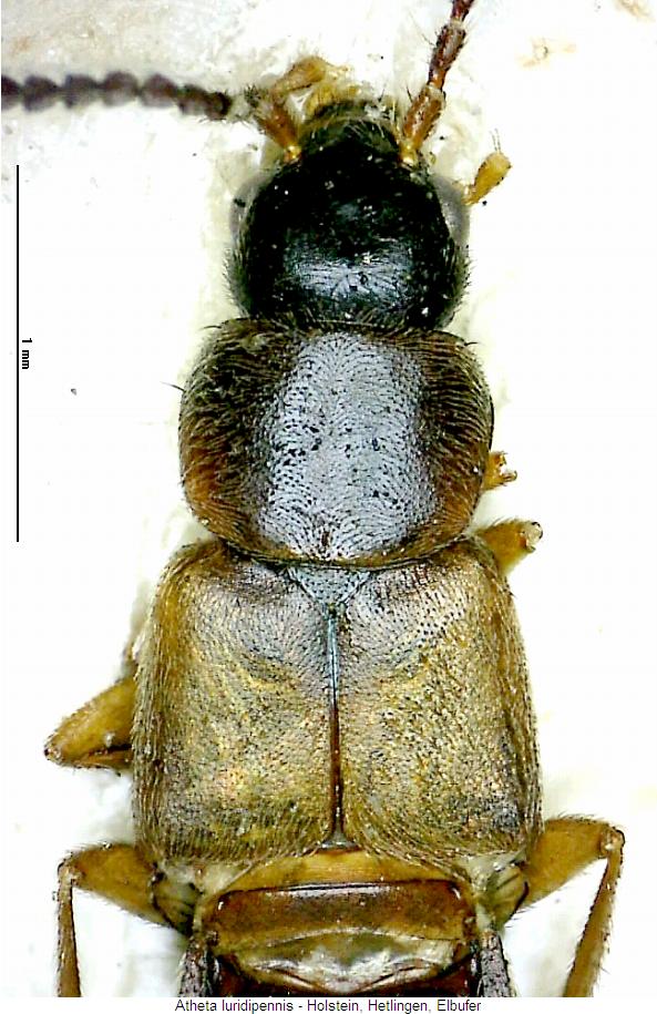 atheta_luridipennis_vk.jpg