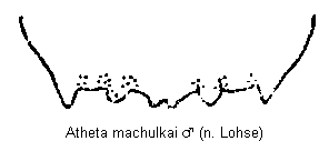 atheta_machulkai_tergit.gif