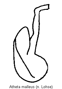 atheta_malleus.gif
