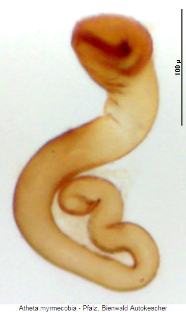 atheta_myrmecobia_sperm.jpg