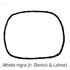atheta_nigra_hsch.gif