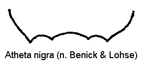 atheta_nigra_ter.gif