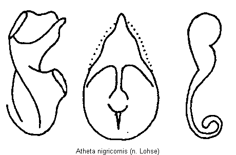 atheta_nigricornis.gif