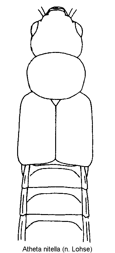 atheta_nitella_vk.gif