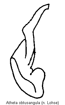 atheta_obtusangula.gif