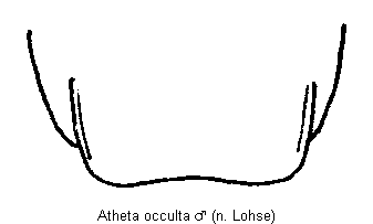 atheta_occulta_tergit.gif