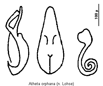 atheta_orphana.gif
