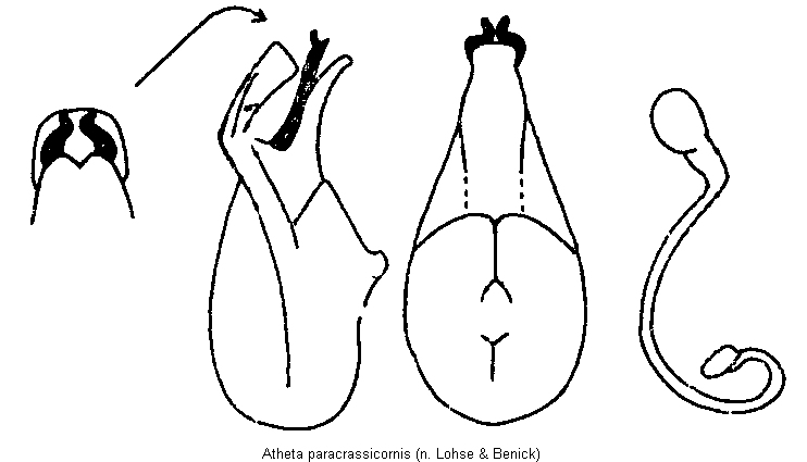 atheta_paracrassicornis.gif