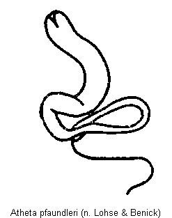 atheta_pfaundleri_sperm.gif