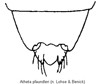 atheta_pfaundleri_ter.gif