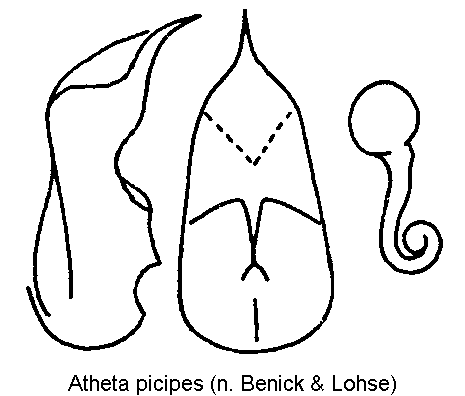 atheta_picipes.gif