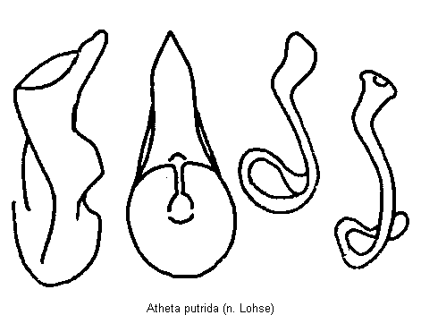 atheta_putrida.gif