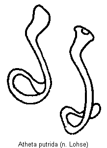 atheta_putrida_sperm.gif