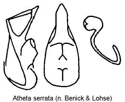 atheta_serrata.gif