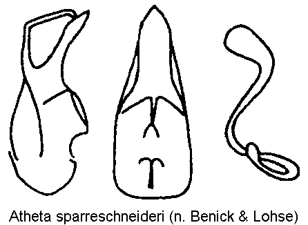 atheta_sparreschneideri.gif