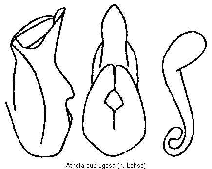 atheta_subrugosa.gif