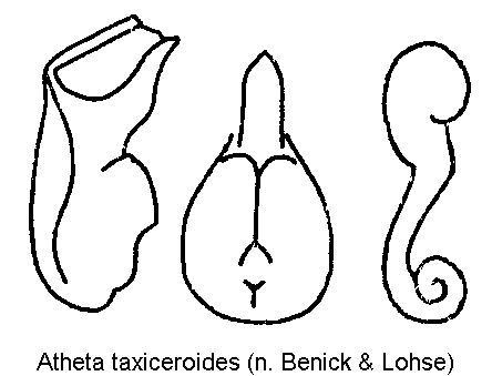 atheta_taxiceroides.gif