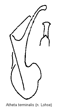 atheta_terminalis.gif