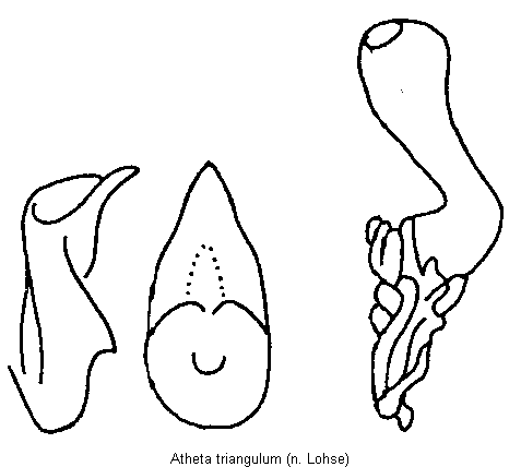atheta_triangulum.gif
