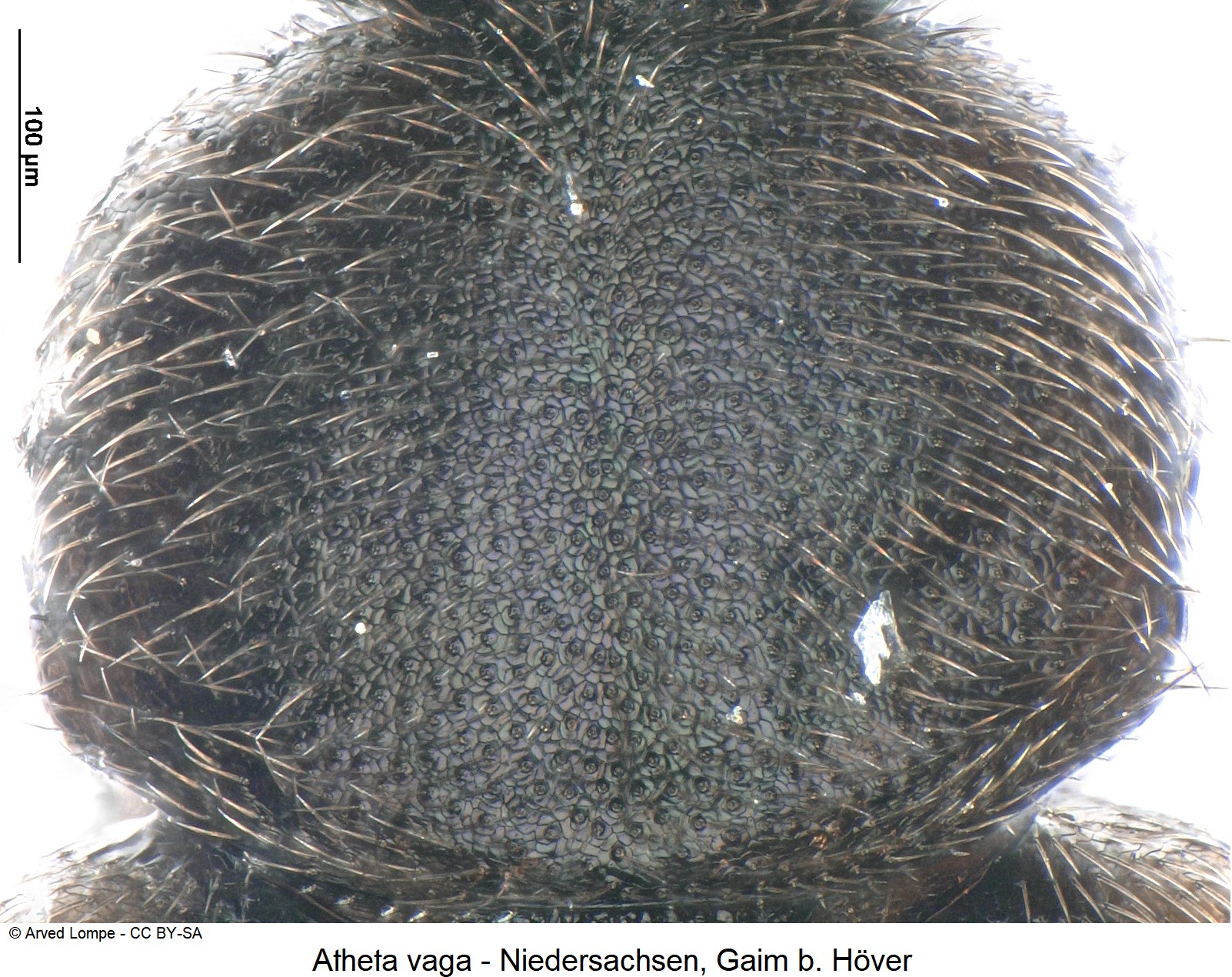 atheta_vaga_ck38056095_hsch-1.jpg