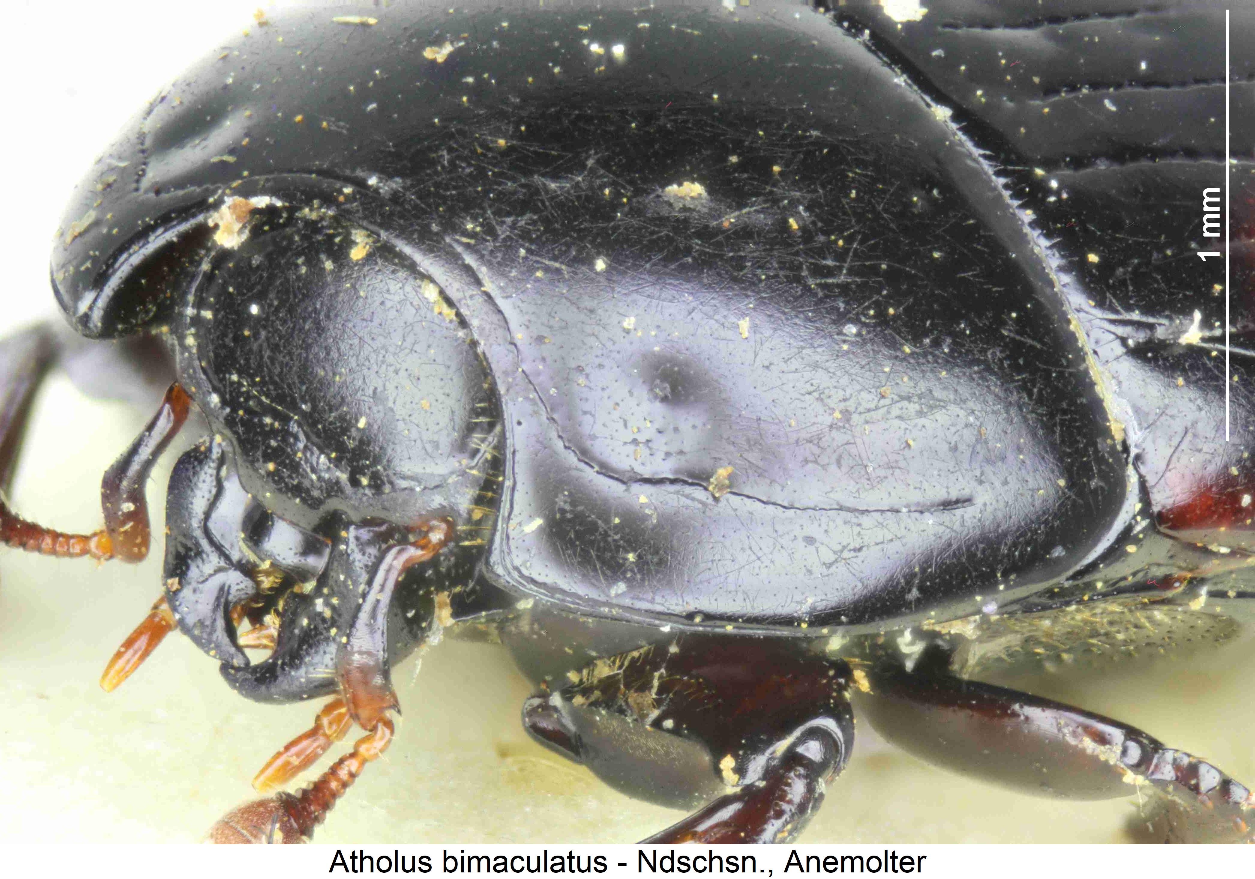 atholus_bimaculatus_vk.jpg