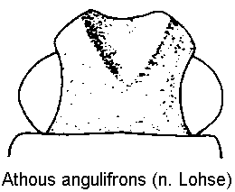 athous_angulifrons_k.gif