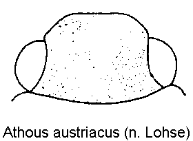 athous_austriacus_k.gif