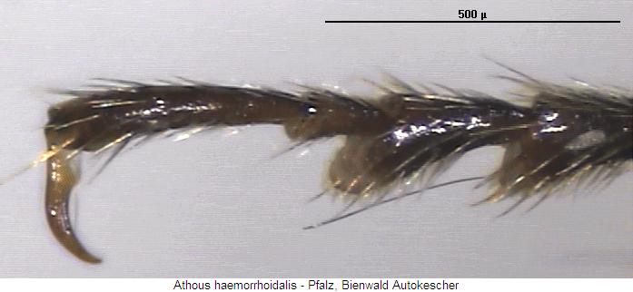 athous_haemorrhoidalis_tr.jpg