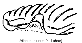 athous_jejunus_sch.gif