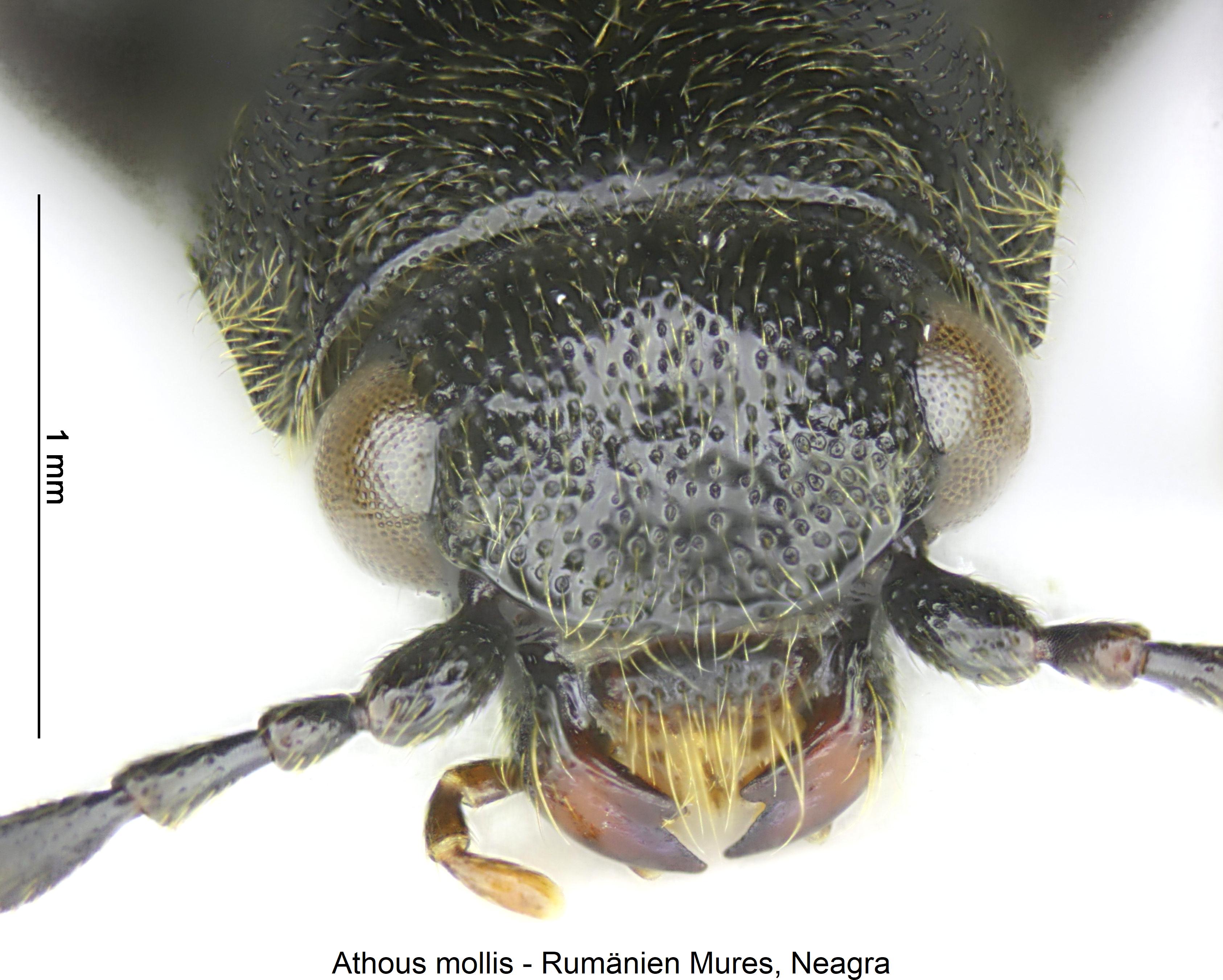 athous_mollis_k.jpg