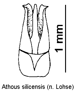 athous_silicensis.gif