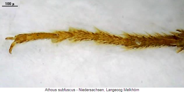athous_subfuscus_tr.jpg