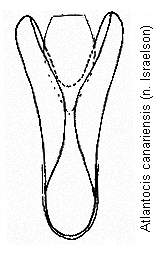 atlantocis_canariensis.gif