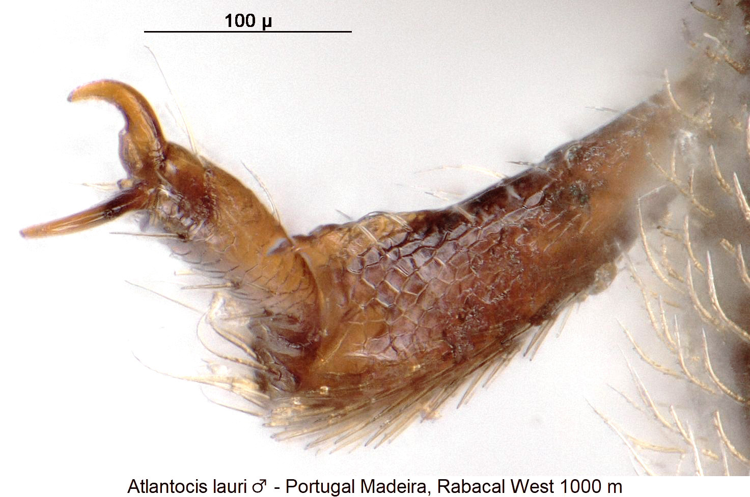 atlantocis_lauri_m_vschn.jpg